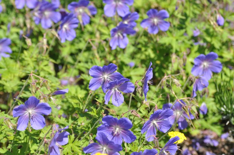 Johnsons Garten-Storchschnabel - Geranium pratense 'Johnson's Blue'
