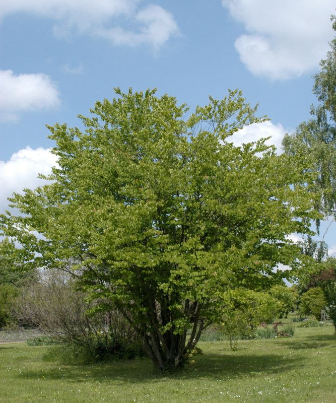 Judasblattbaum - Cercidiphyllum japonicum