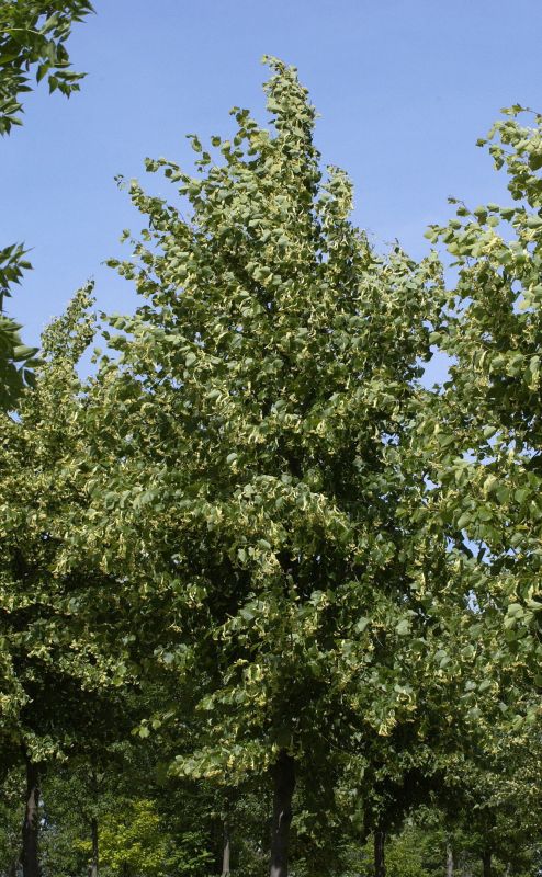 Kaiserlinde 'Pallida' - Tilia europaea 'Pallida'
