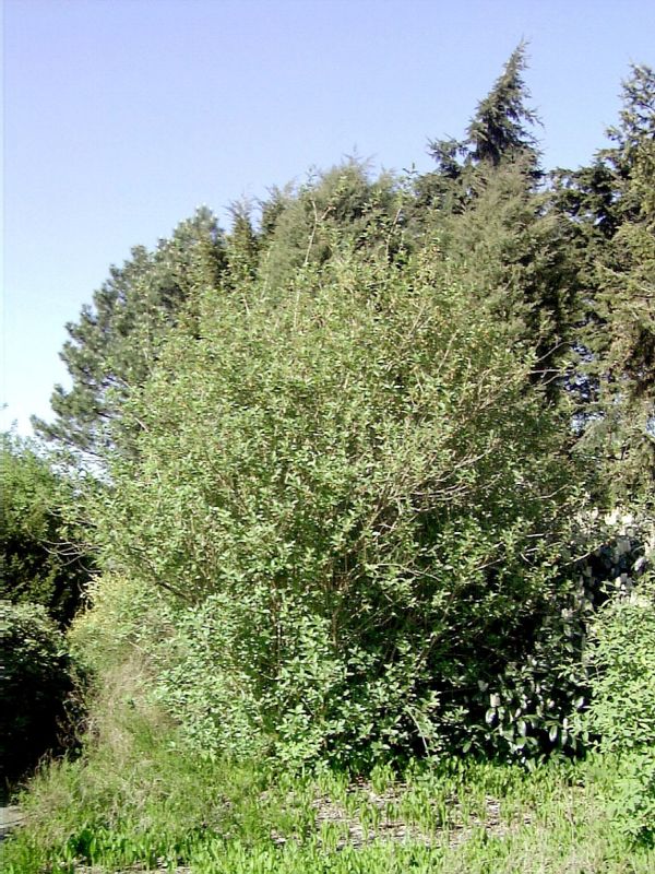 Kalif.Heckenkirsche - Lonicera involucrata ledebourii