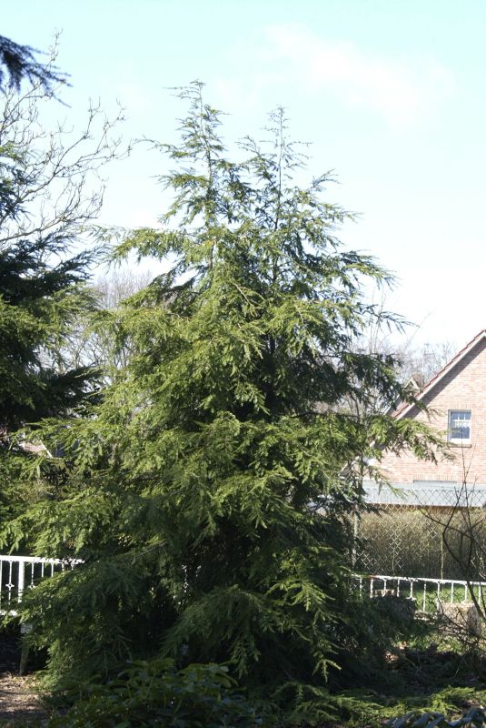 Kanadische Hemlocktanne - Tsuga canadensis