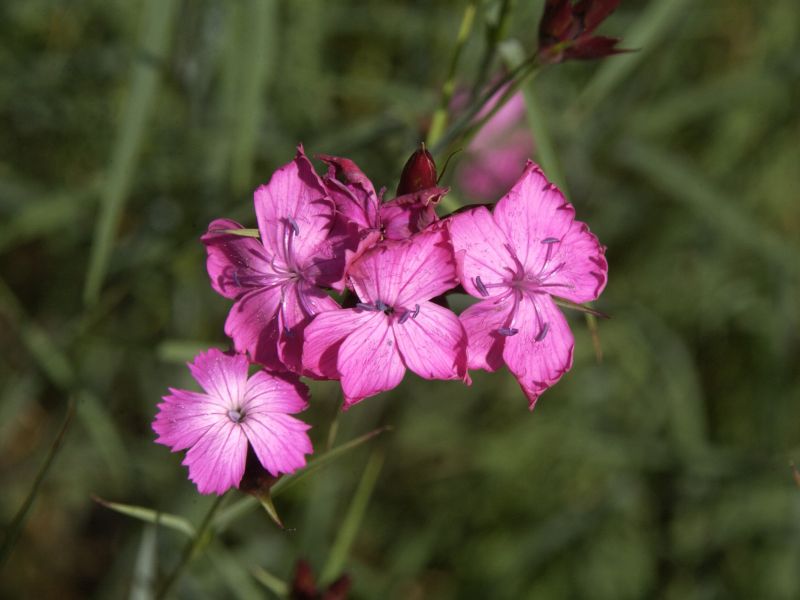Kartäuser-Nelke - Dianthus carthusianorum
