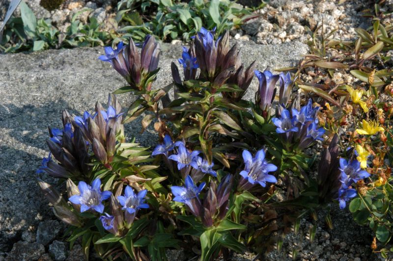 Kaukasus-Enzian - Gentiana septemfida var.lagodechiana