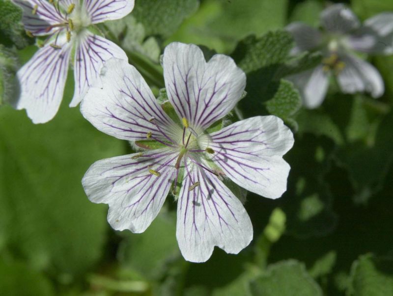 Kaukasus-Storchschnabel - Geranium renardii