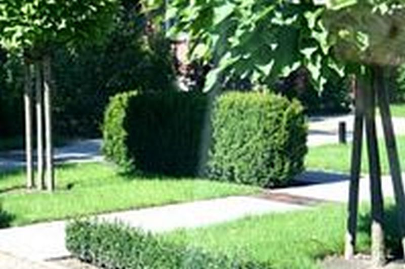 Kegel-Eibe - Taxus baccata 'Overeynderi'
