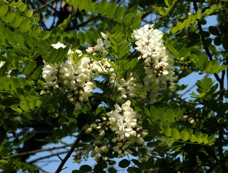 Kegelakazie - Robinia pseudoac.'Bessoniana'