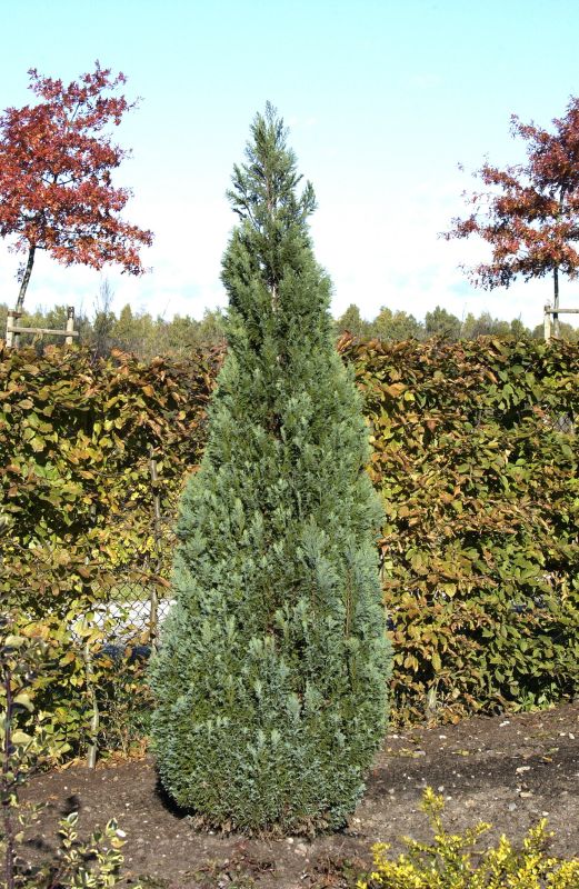 Kegelzypresse 'Ellwoodii' - Chamaecyparis lawsoniana 'Ellwoodii'