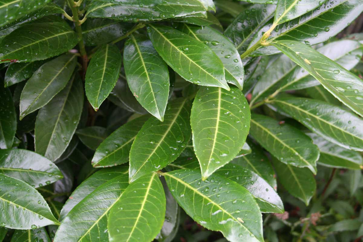 Kirschlorbeer 'Caucasica' / Kaukasische Lorbeerkirsche - Prunus laurocerasus 'Caucasica'