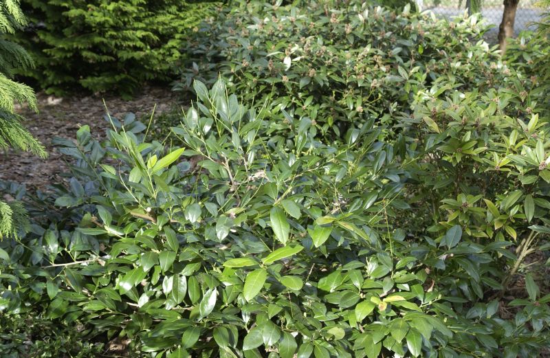 Kirschlorbeer 'Cherry Brandy' / Breitwüchsige Lorbeerkirsche - Prunus laurocerasus 'Cherry Brandy'