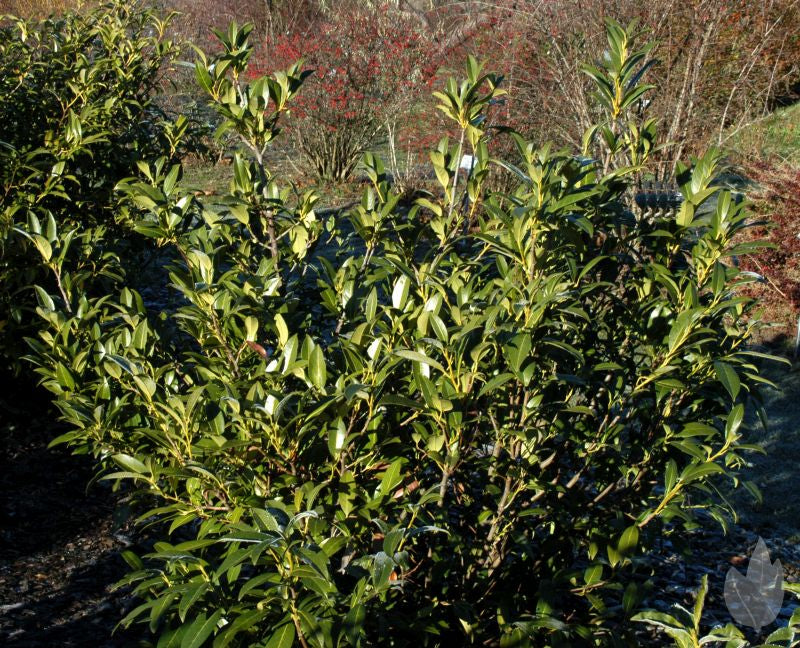 Kirschlorbeer 'Herbergii' / Aufrechte Lorbeerkirsche - Prunus laurocerasus 'Herbergii'