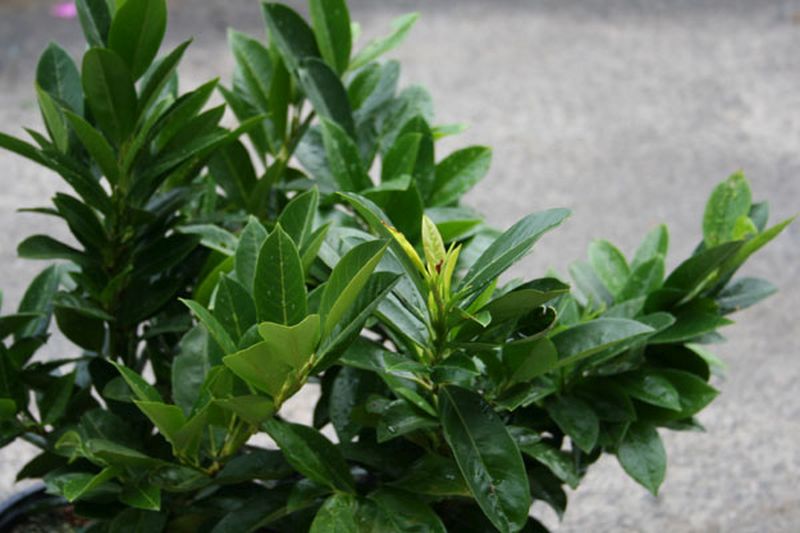 Kirschlorbeer 'Piri' / Zwerg-Lorbeerkirsche - Prunus laurocerasus 'Piri'