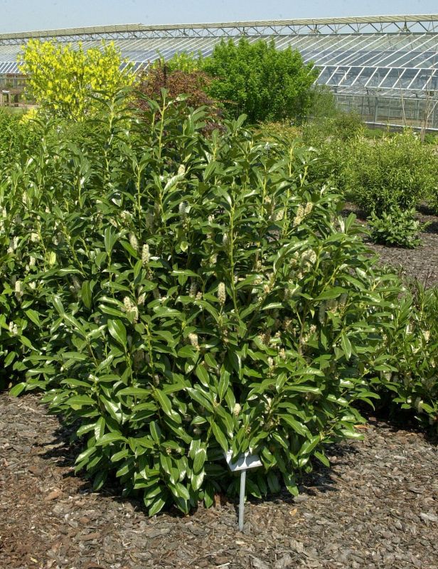 Kirschlorbeer 'Reynvaanii' / Lorbeerkirsche 'Reynvaanii' - Prunus laurocerasus 'Reynvaanii'
