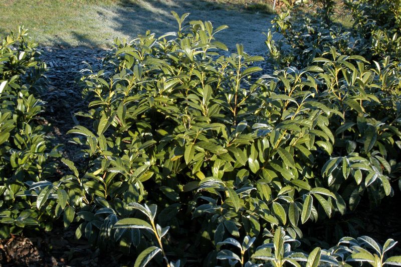 Kirschlorbeer 'Schipkaensis Macrophylla' / Großblättrige Lorbeerkirsche - Prunus laurocerasus 'Schipkaensis Macrophylla'