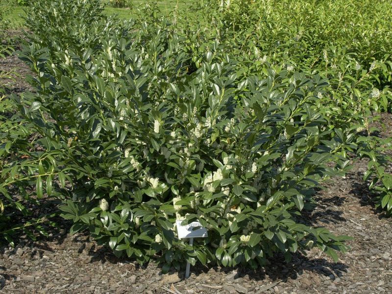 Kirschlorbeer 'Van Nes' / Lorbeerkirsche 'Van Nes' - Prunus laurocerasus 'Van Nes'