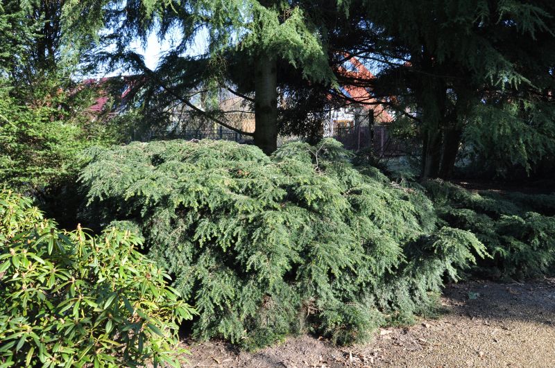 Kissen Hemlocktanne 'Nana' - Tsuga canadensis 'Nana'