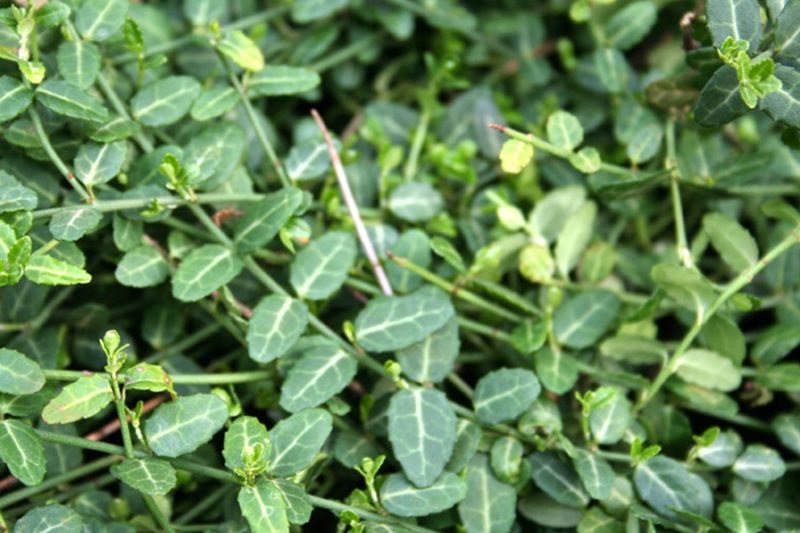 Kleinblättige Teppichspindel 'Minimus' - Euonymus fortunei 'Minimus'
