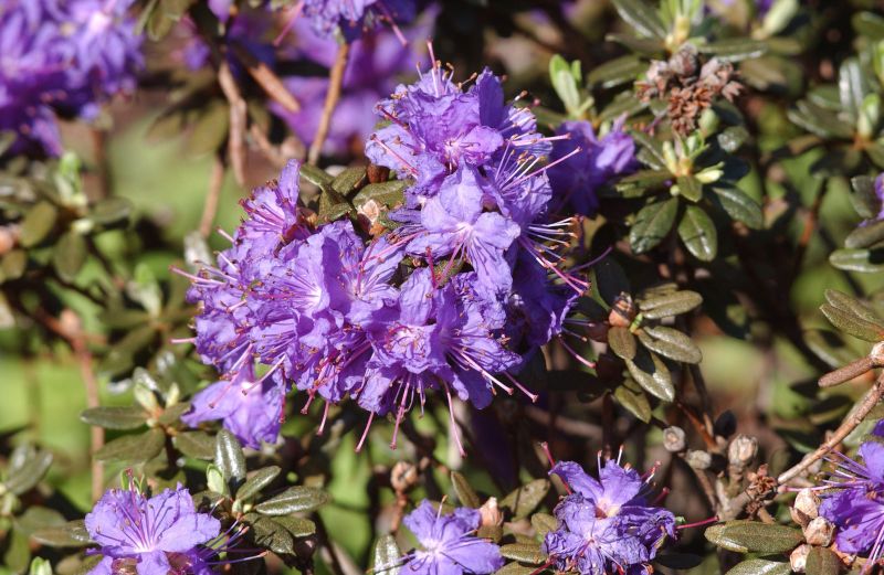 Kleinblättr.Rhododendron 'Azurika' - Rhododendron impeditum 'Azurika'