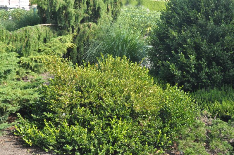 Kleinblättriger Buchsbaum 'Faulkner' - Buxus microphylla 'Faulkner'