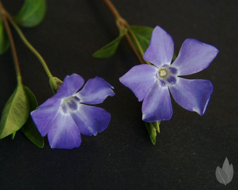 Kleinblättriges Immergrün - Vinca minor