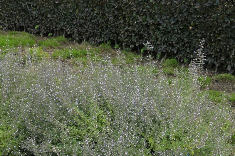 Kleinblütige Garten-Bergminze - Calamintha nepeta 'Blue Cloud'