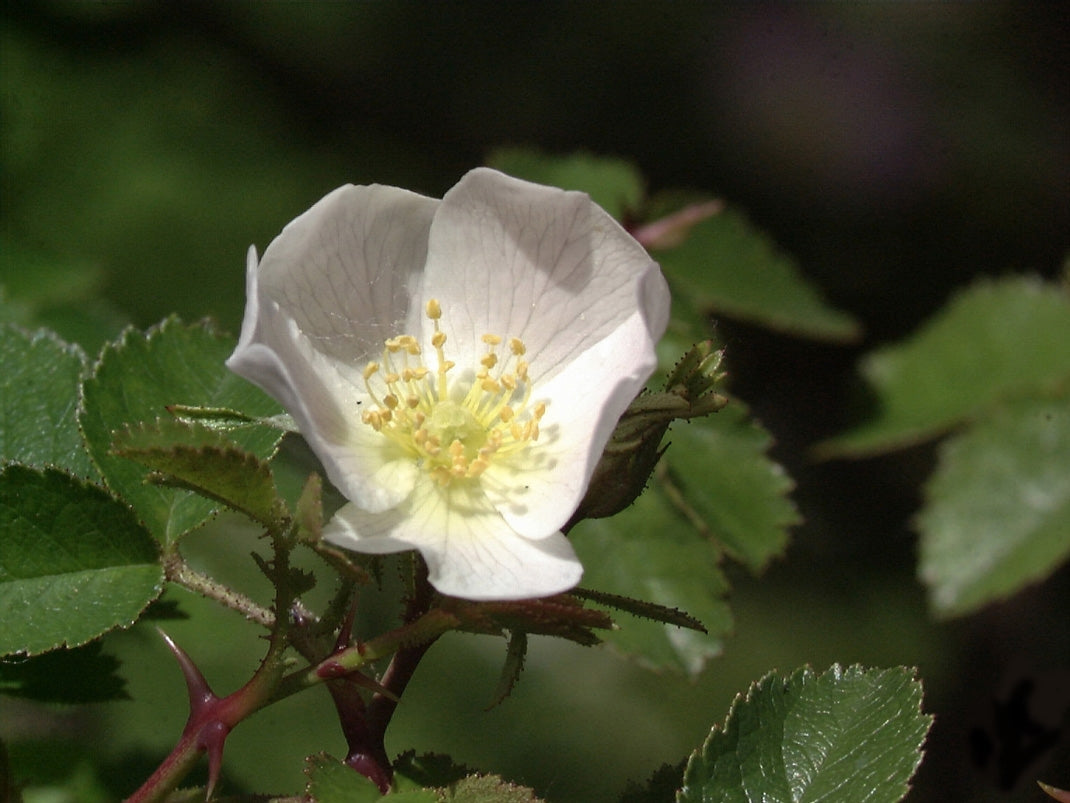 Kleinblütige Rose - Rosa micrantha