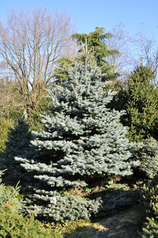 Kleine Blaufichte - Picea pungens 'Glauca Globosa'