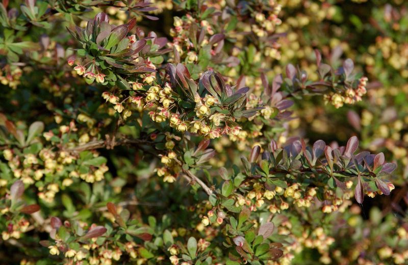 Kleine Blutberberitze - Berberis thunbergii 'Atropurpurea Nana'