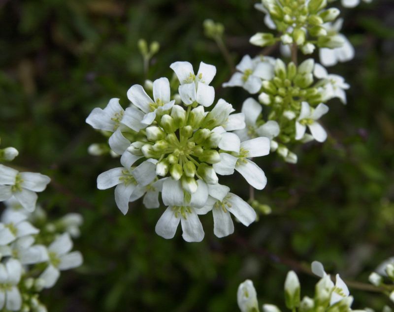 Kleine Garten-Gänsekresse Variegata - Arabis ferdinandi-coburgii 'Variegata'