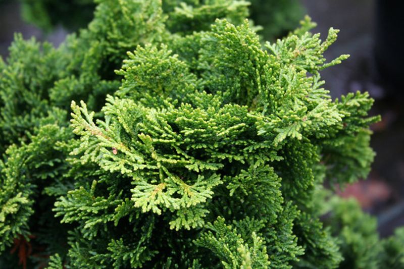 Kleine Muschelzypresse 'Nana Gracilis' - Chamaecyparis obtusa 'Nana Gracilis'