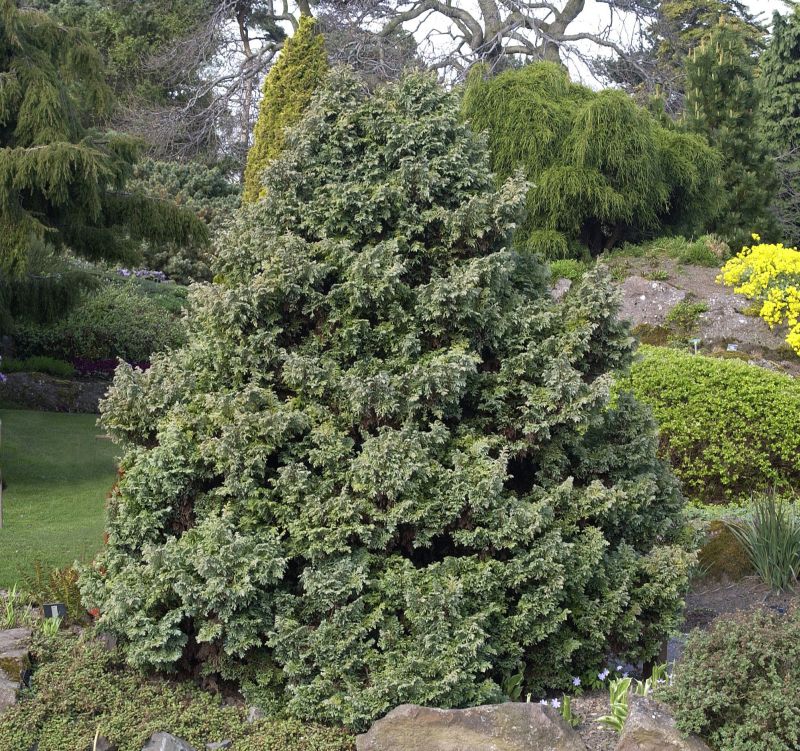 Kleine Silberzypresse - Chamaecyparis pis.'Boulevard'