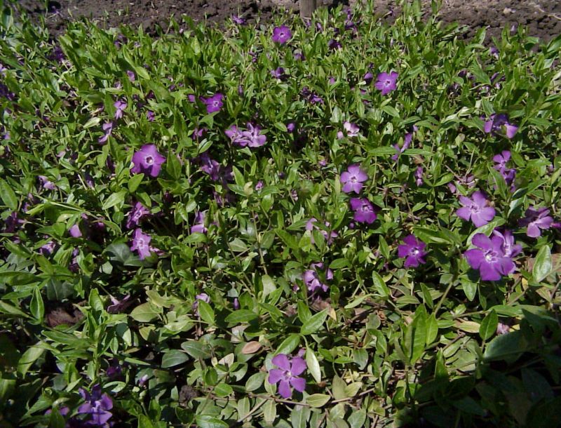 Kleines Garten-Immergrün Rubra - Vinca minor 'Rubra'
