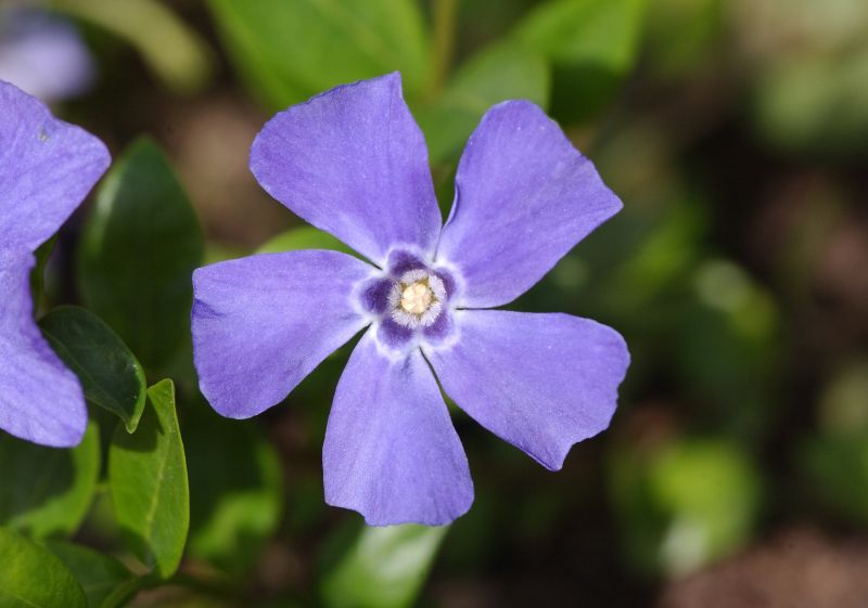 Kleines Garten-Immergrün Marie -S- - Vinca minor 'Marie' -S-