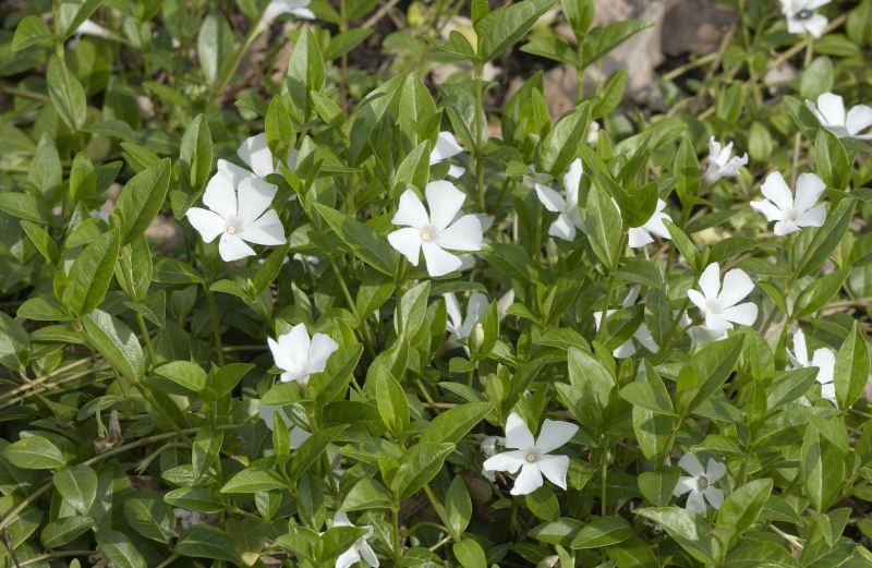Kleines Garten-Immergrün Alba - Vinca minor 'Alba'