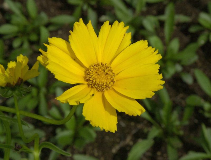 Kleines Garten-Mädchenauge - Coreopsis lanceolata 'Sterntaler'