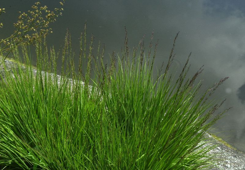 Kleines Garten-Pfeifengras Moorhexe - Molinia caerulea 'Moorhexe'