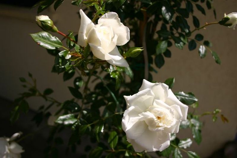 Kletterrose 'Alberic Barbier' - Rosa 'Alberic Barbier' KL