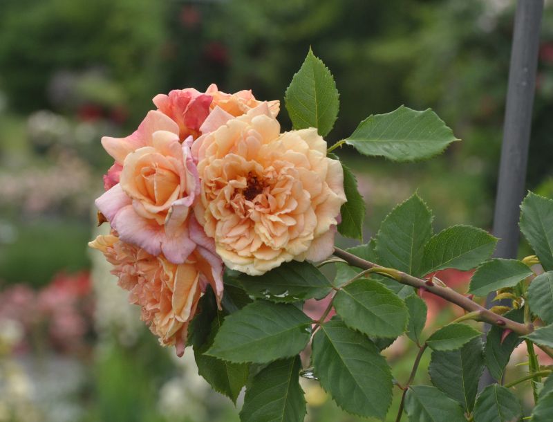 Kletterrose 'Aloha' ® - Rosa 'Aloha' ® KL