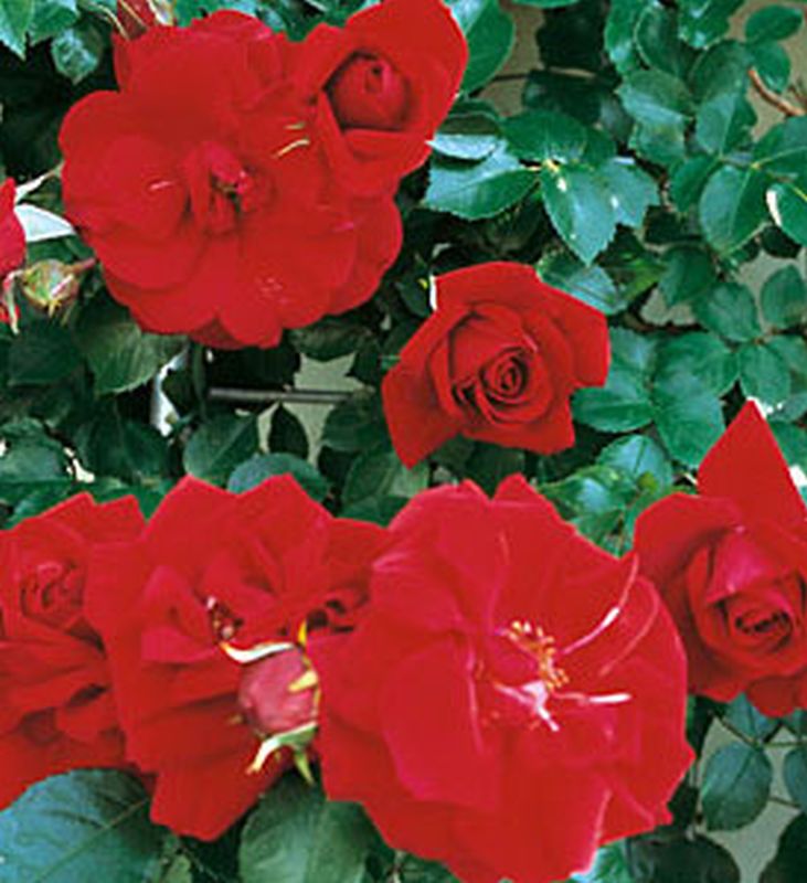 Kletterrose 'Amadeus' ® - Rosa 'Amadeus' ® KL