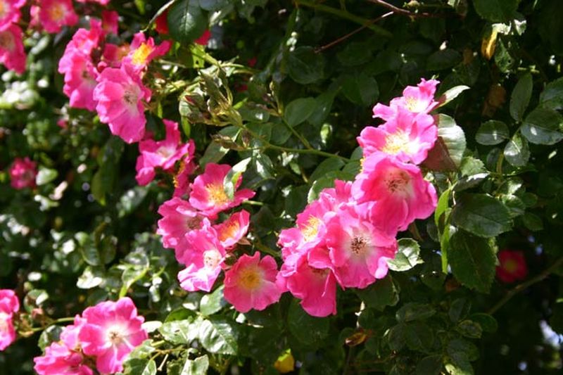 Kletterrose 'American Pillar' - Rosa 'American Pillar' KL