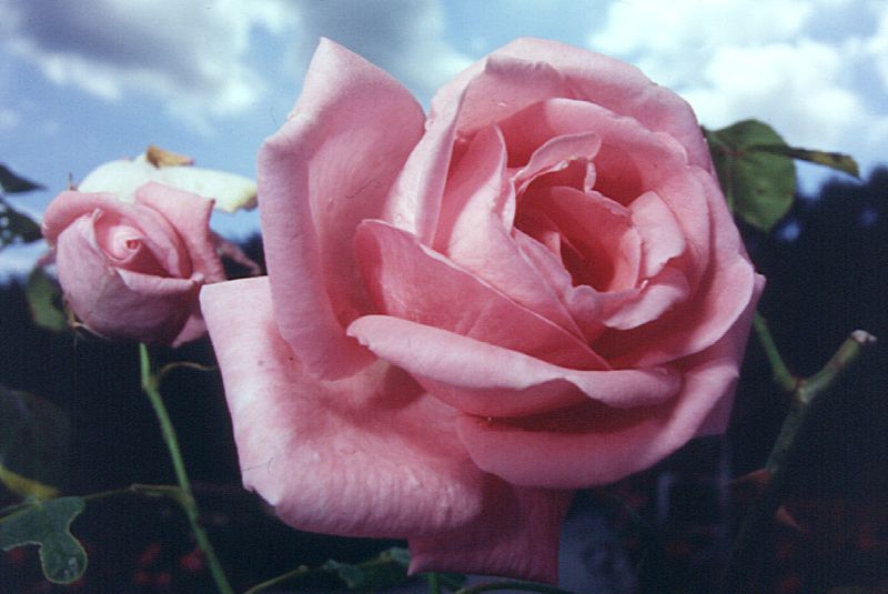 Kletterrose 'Coral Dawn' ® - Rosa 'Coral Dawn' ® KL