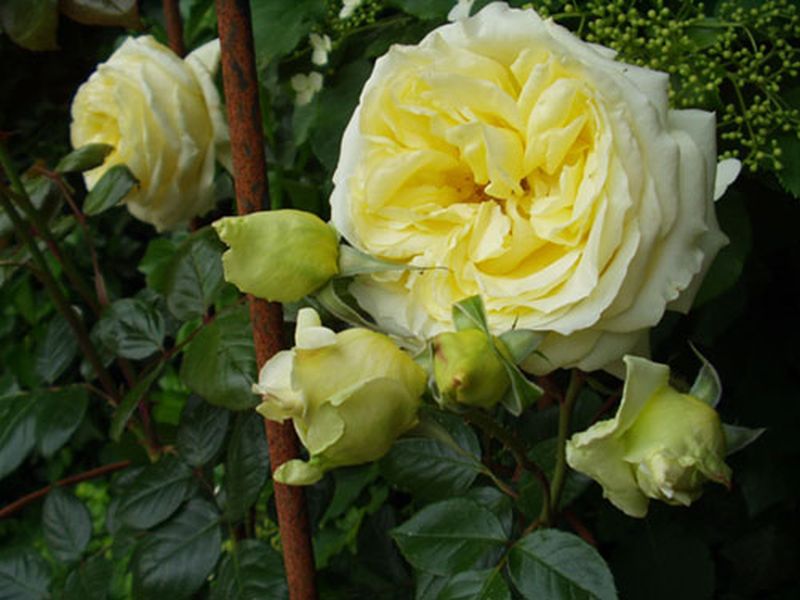 Kletterrose 'Elfe' ® - Rosa 'Elfe' ® KL
