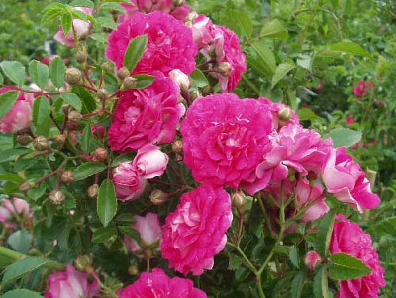 Kletterrose 'Excelsa' - Rosa 'Excelsa' KL