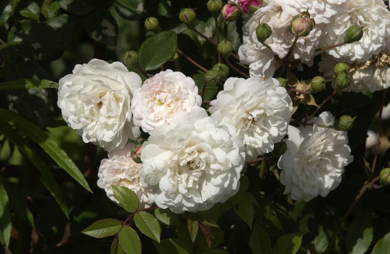 Kletterrose 'Felicite et Perpetue' - Rosa 'Felicite et Perpetue' KL
