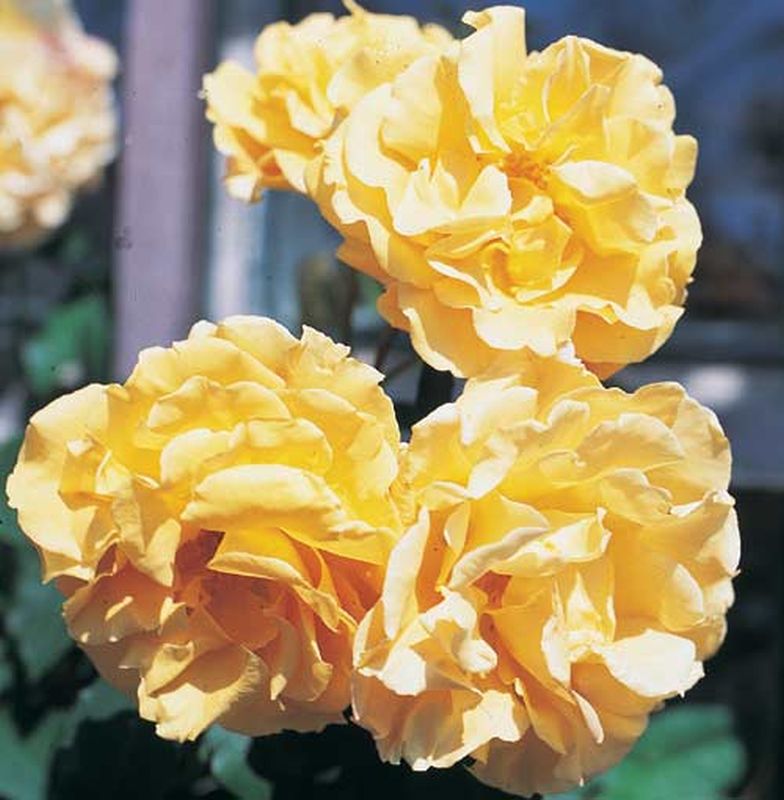 Kletterrose 'Goldener Olymp' ® - Rosa 'Goldener Olymp' ® KL
