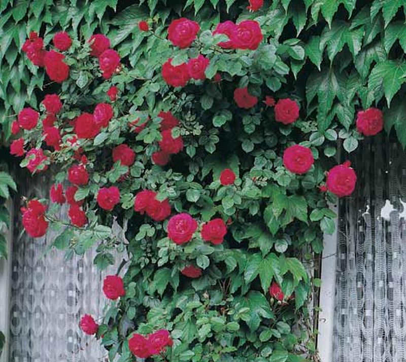 Kletterrose 'Gruß an Heidelberg' ® - Rosa 'Gruß an Heidelberg' ® KL
