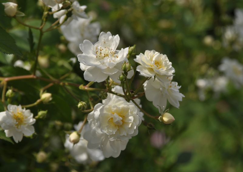 Kletterrose 'Guirl.d' Amour' ® ADR-Rose - Rosa 'Guirlande d'Amour' ® KL