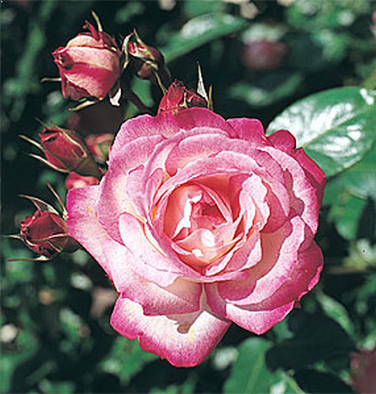 Kletterrose 'Harlekin' ® - Rosa 'Harlekin' ® KL
