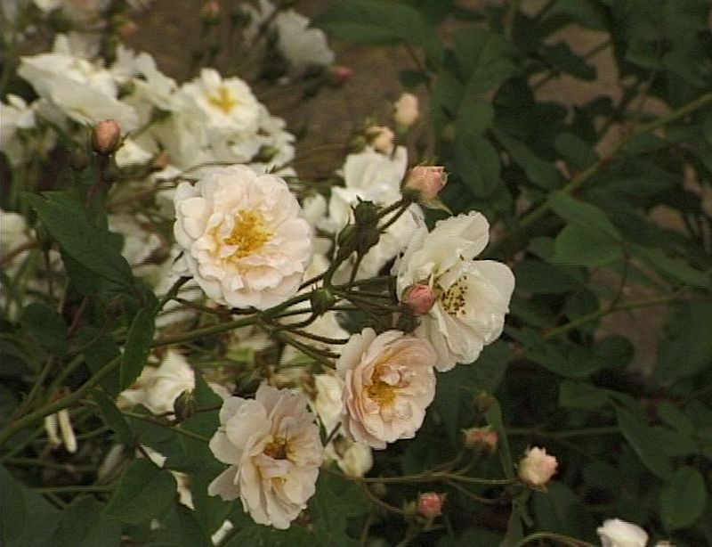 Kletterrose 'Moonlight' ® - Rosa 'Moonlight' ® KL