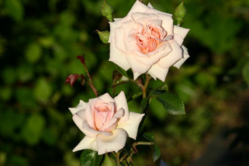 Kletterrose 'Penny Lane' ® - Rosa 'Penny Lane' ® KL