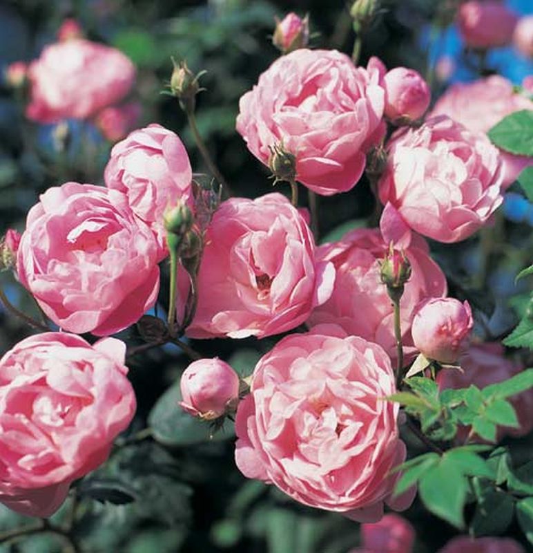 Kletterrose 'Raubritter' - Rosa 'Raubritter' KL